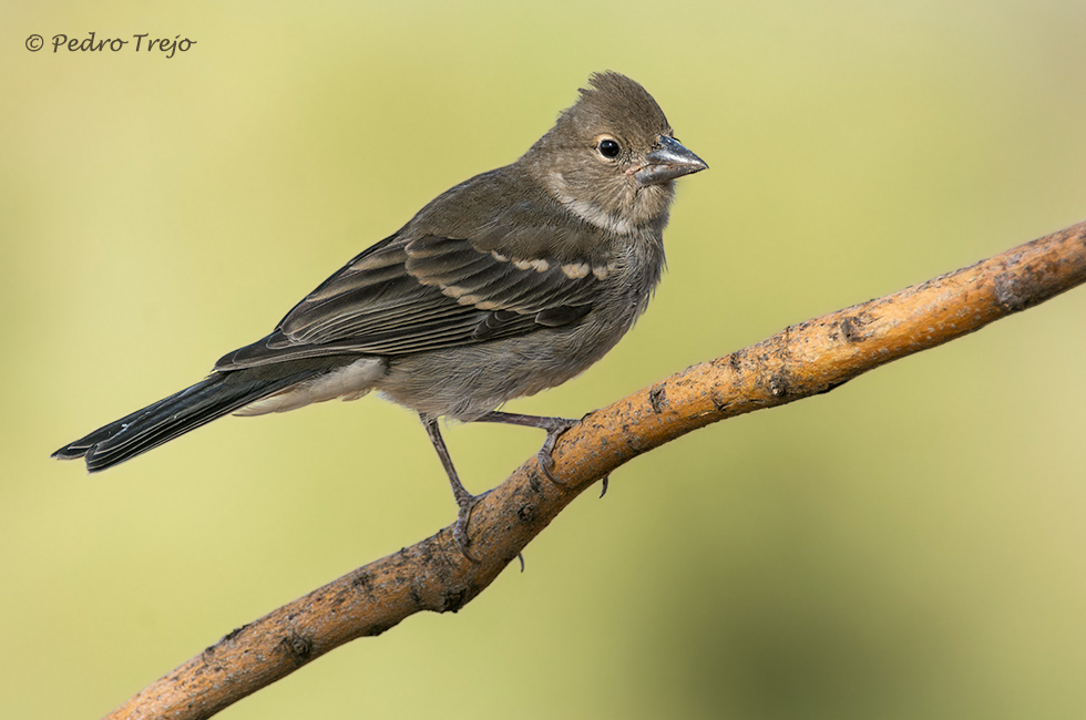 Pinzon azul (Fringilla teydea)